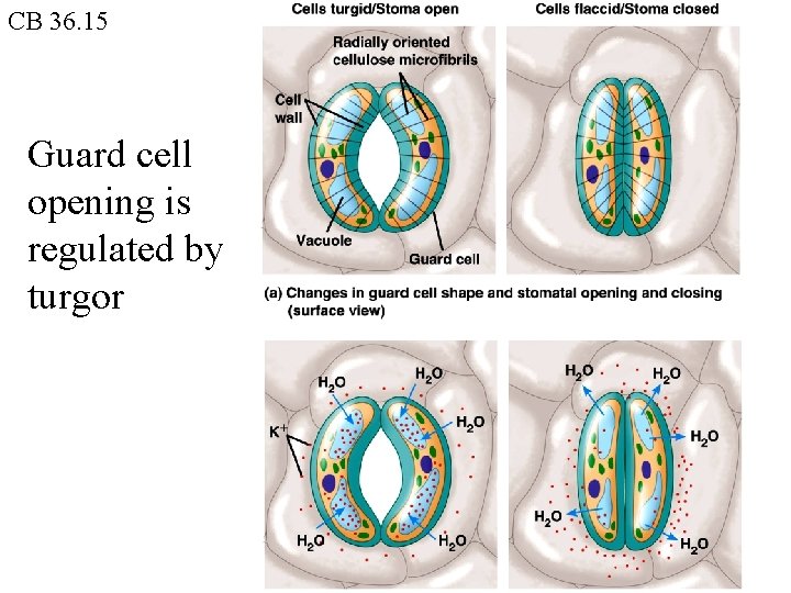 CB 36. 15 Guard cell opening is regulated by turgor 