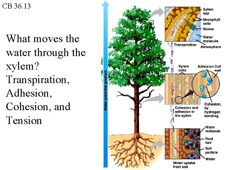 CB 36. 13 What moves the water through the xylem? Transpiration, Adhesion, Cohesion, and