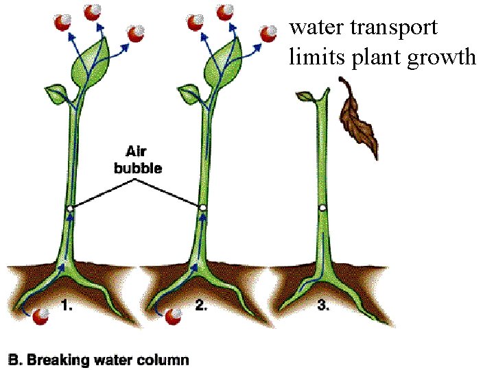 water transport limits plant growth 