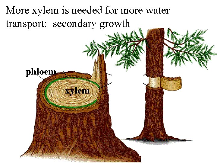 More xylem is needed for more water transport: secondary growth phloem xylem 