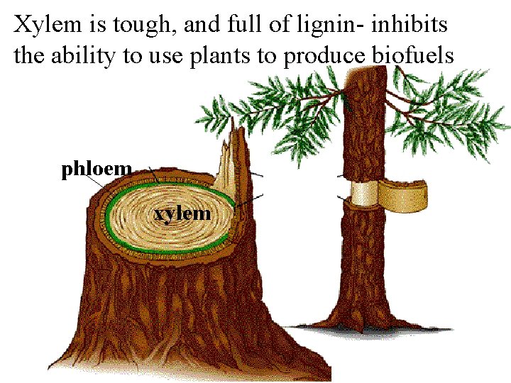 Xylem is tough, and full of lignin- inhibits the ability to use plants to