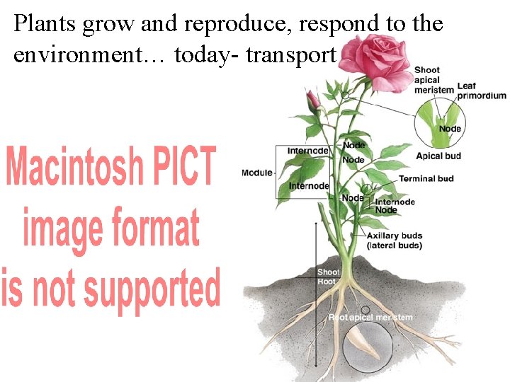 Plants grow and reproduce, respond to the environment… today- transport 