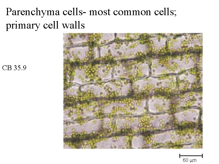 Parenchyma cells- most common cells; primary cell walls CB 35. 9 60 m 