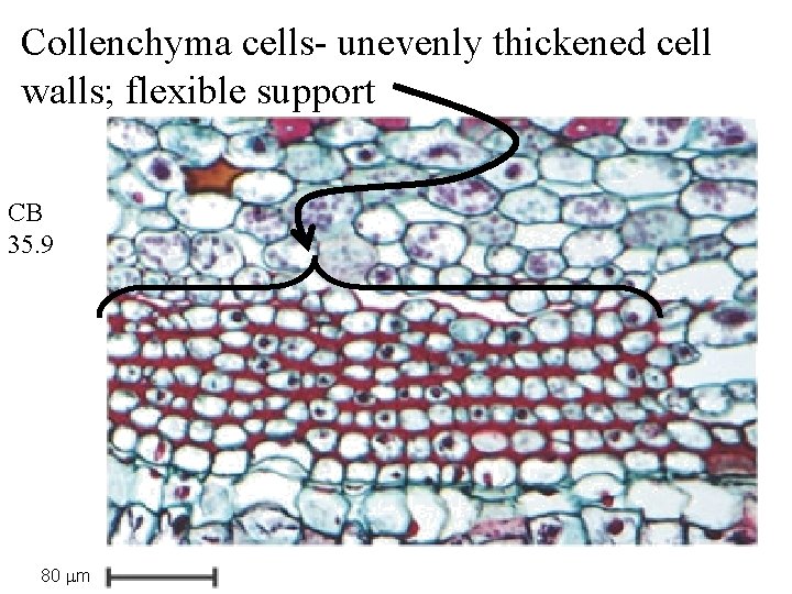 Collenchyma cells- unevenly thickened cell walls; flexible support CB 35. 9 80 m 
