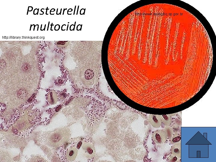 Pasteurella multocida http: //library. thinkquest. org http: //www. biologico. sp. gov. br 