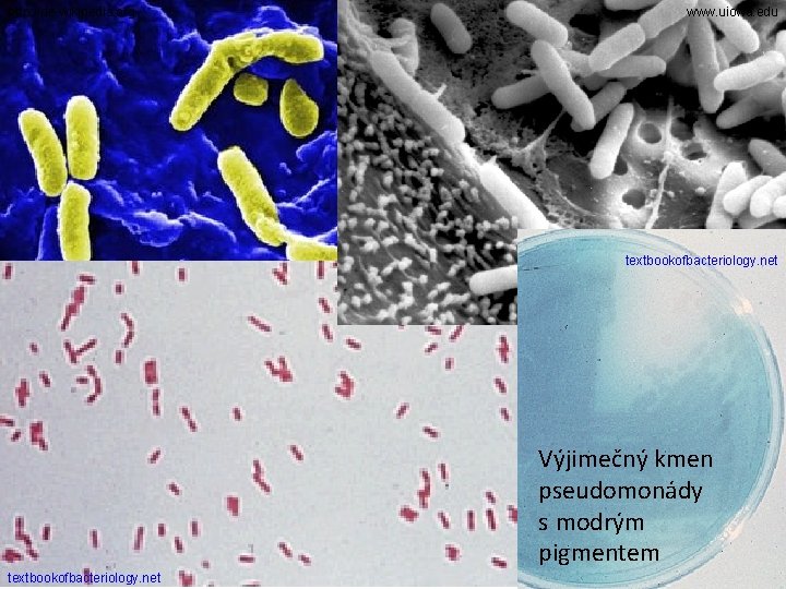http: //de. wikipedia. org www. uiowa. edu textbookofbacteriology. net Výjimečný kmen pseudomonády s modrým