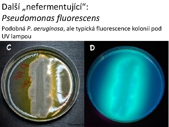 Další „nefermentující“: Pseudomonas fluorescens Podobná P. aeruginosa, ale typická fluorescence kolonií pod UV lampou