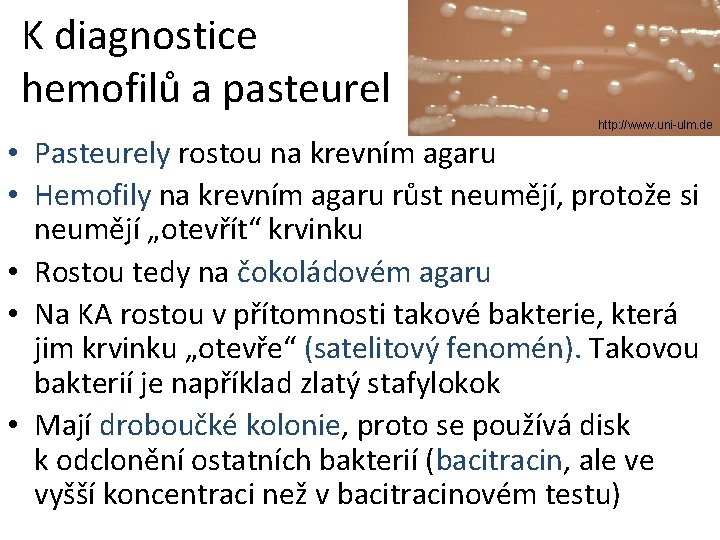 K diagnostice hemofilů a pasteurel http: //www. uni-ulm. de • Pasteurely rostou na krevním