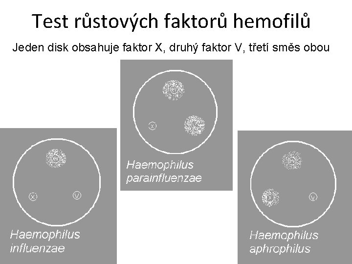 Test růstových faktorů hemofilů Jeden disk obsahuje faktor X, druhý faktor V, třetí směs