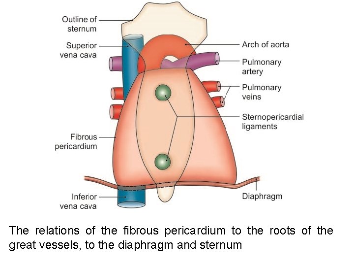 The relations of the fibrous pericardium to the roots of the great vessels, to