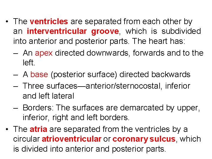  • The ventricles are separated from each other by an interventricular groove, which