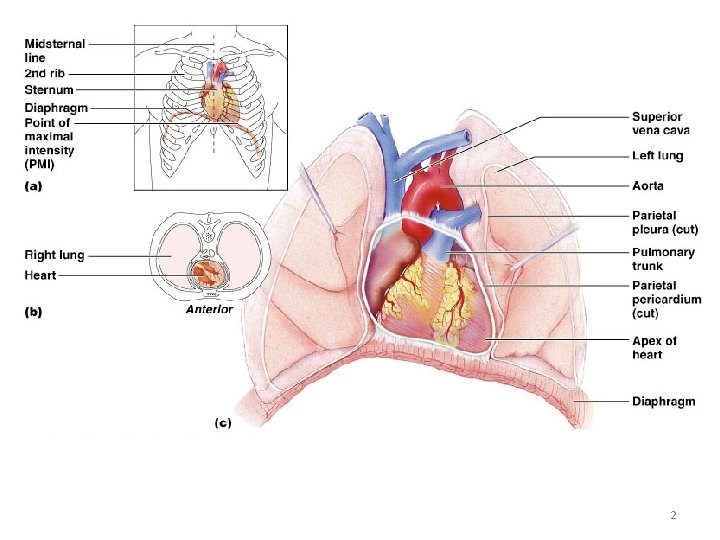 Heart Anatomy 2 