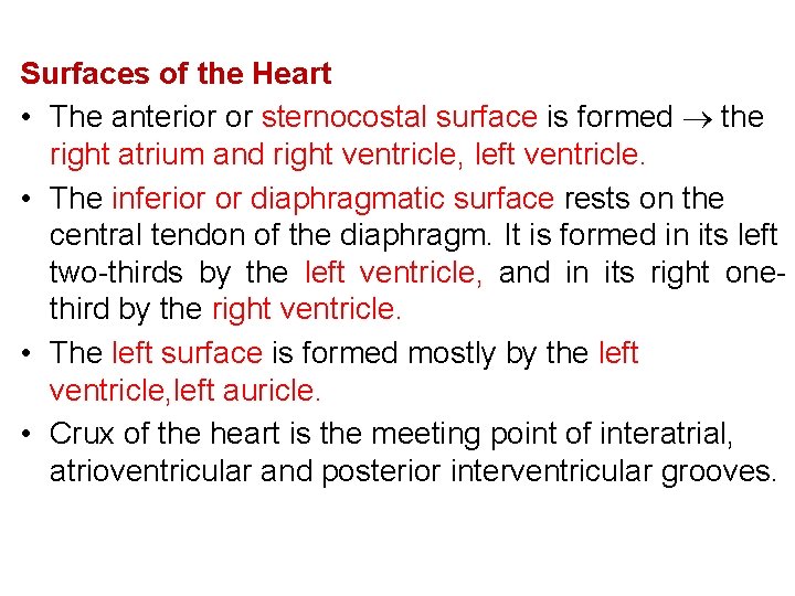 Surfaces of the Heart • The anterior or sternocostal surface is formed ® the
