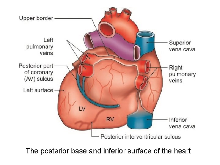 The posterior base and inferior surface of the heart 