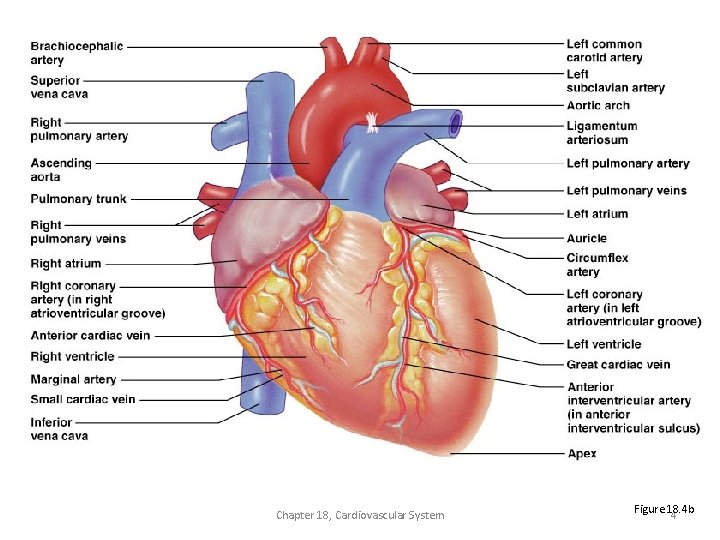 External Heart: Anterior View Chapter 18, Cardiovascular System Figure 18. 4 b 4 