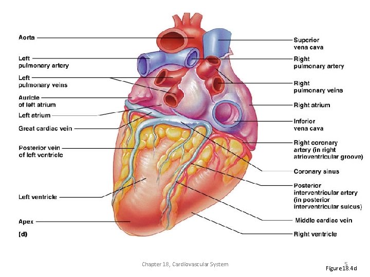 External Heart: Posterior View Chapter 18, Cardiovascular System 5 Figure 18. 4 d 