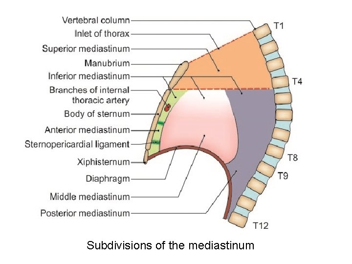 Subdivisions of the mediastinum 