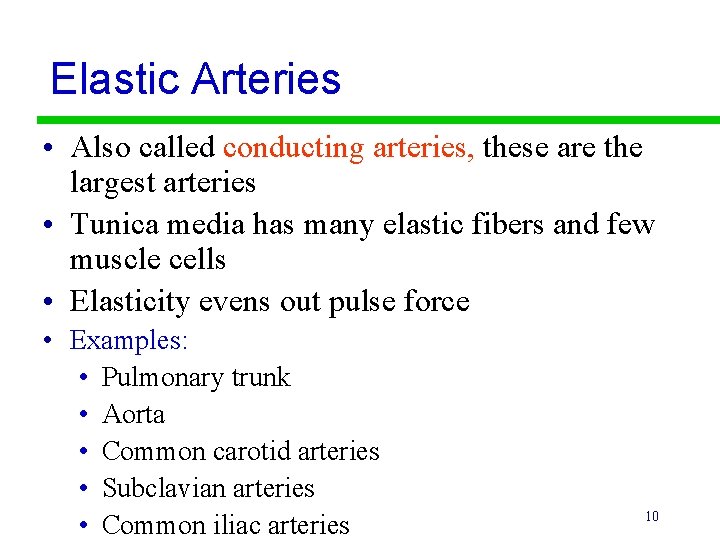 Elastic Arteries • Also called conducting arteries, these are the largest arteries • Tunica
