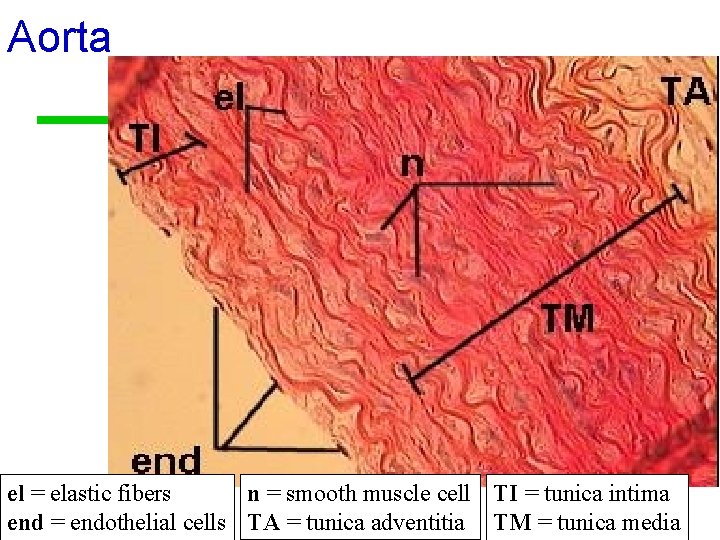 Aorta n = smooth muscle cell TI = tunica intima el = elastic fibers