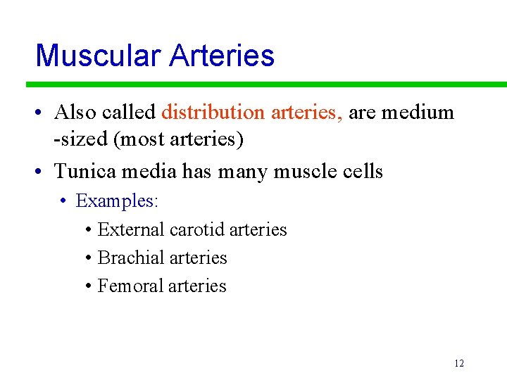 Muscular Arteries • Also called distribution arteries, are medium -sized (most arteries) • Tunica