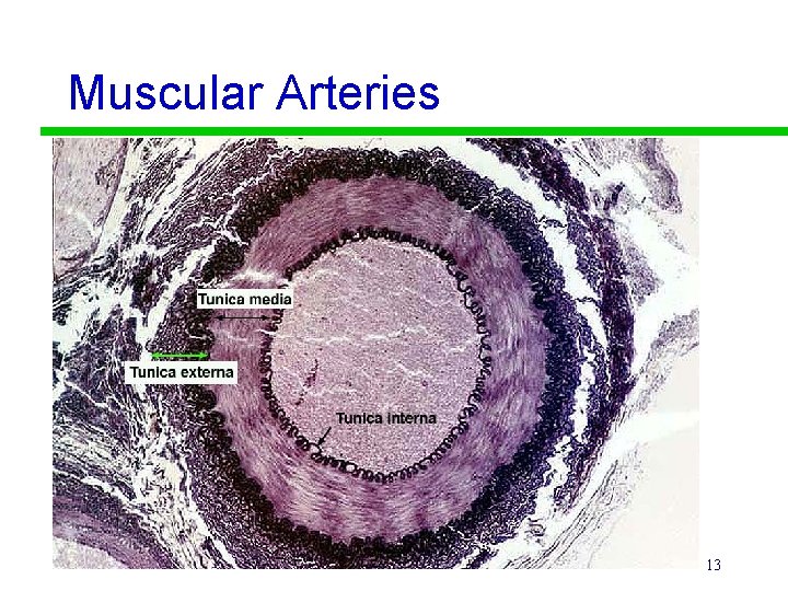 Muscular Arteries 13 