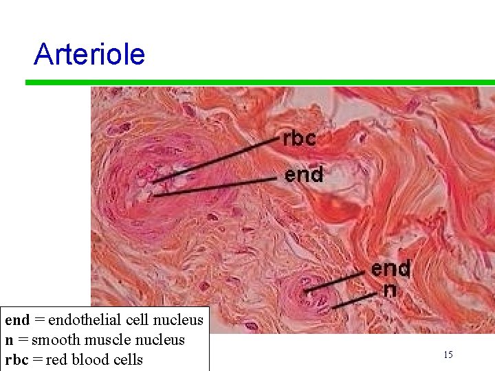 Arteriole end = endothelial cell nucleus e n = nsmooth muscle nucleus rbc d=
