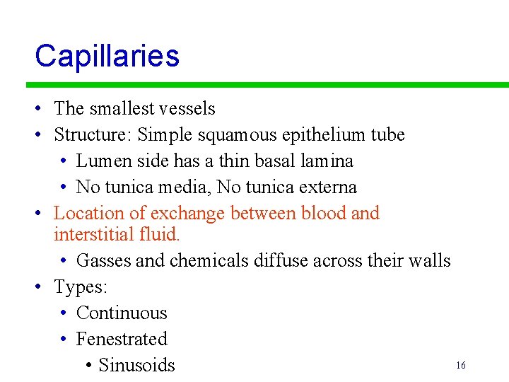 Capillaries • The smallest vessels • Structure: Simple squamous epithelium tube • Lumen side