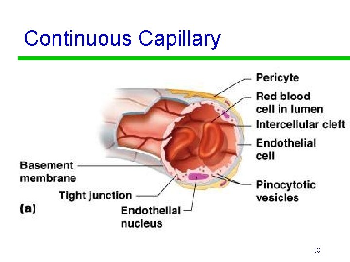 Continuous Capillary 18 