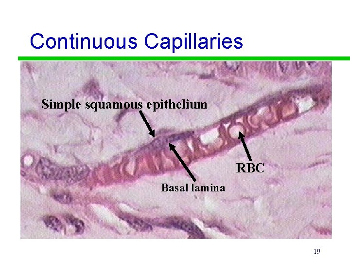 Continuous Capillaries Simple squamous epithelium RBC Basal lamina 19 