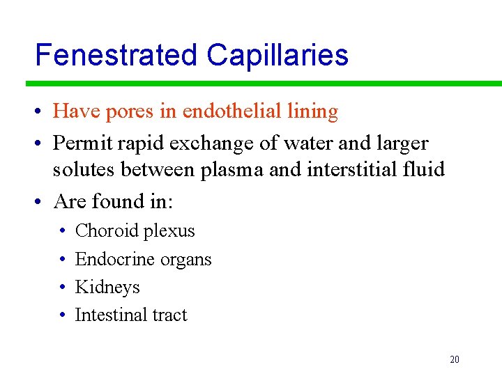 Fenestrated Capillaries • Have pores in endothelial lining • Permit rapid exchange of water