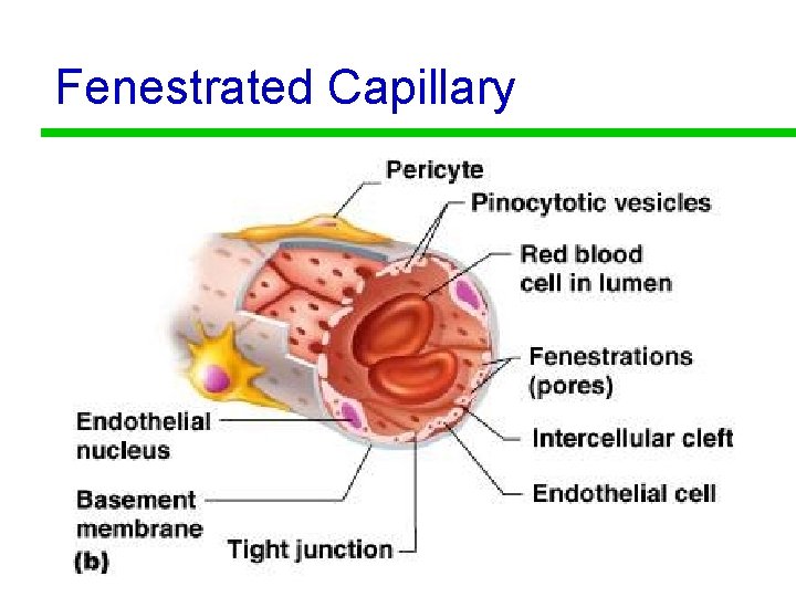 Fenestrated Capillary 21 