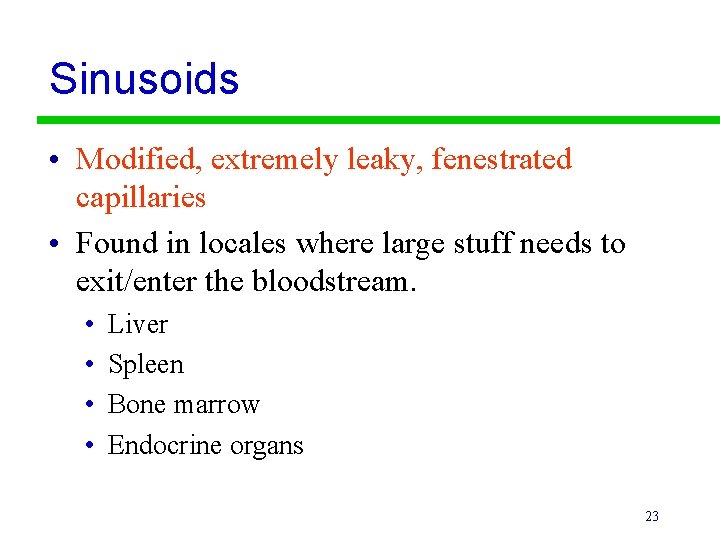 Sinusoids • Modified, extremely leaky, fenestrated capillaries • Found in locales where large stuff