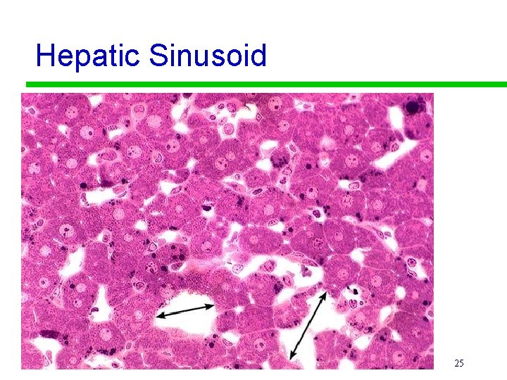 Hepatic Sinusoid 25 