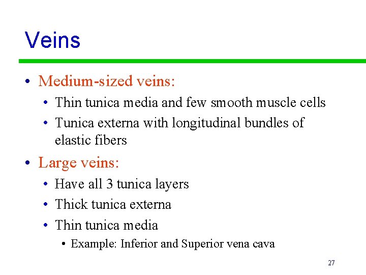 Veins • Medium-sized veins: • Thin tunica media and few smooth muscle cells •
