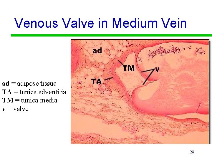 Venous Valve in Medium Vein ad = adipose tissue TA = tunica adventitia TM