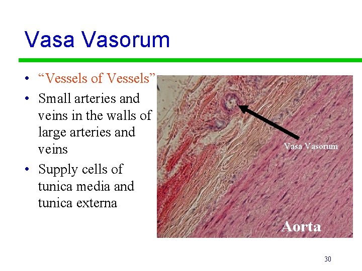 Vasa Vasorum • “Vessels of Vessels” • Small arteries and veins in the walls