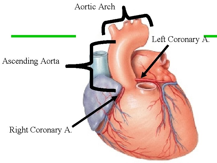 Aortic Arch Left Coronary A. Ascending Aorta Right Coronary A. 31 