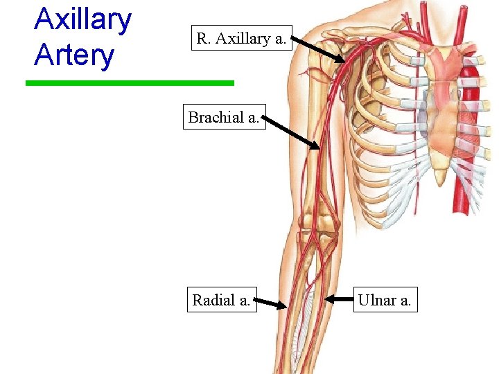 Axillary Artery R. Axillary a. Brachial a. Radial a. Ulnar a. 35 