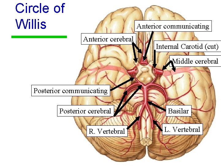 Circle of Willis Anterior communicating Anterior cerebral Internal Carotid (cut) Middle cerebral Posterior communicating