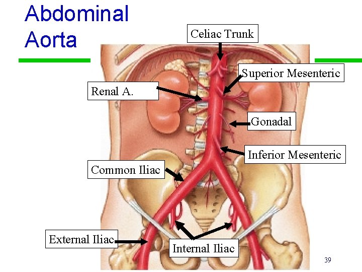 Abdominal Aorta Celiac Trunk Superior Mesenteric Renal A. Gonadal Inferior Mesenteric Common Iliac External
