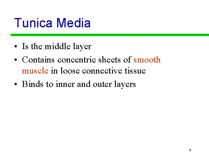 Tunica Media • Is the middle layer • Contains concentric sheets of smooth muscle