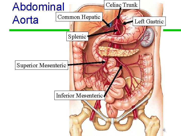 Abdominal Common Hepatic Aorta Celiac Trunk Left Gastric Splenic Superior Mesenteric Inferior Mesenteric 41