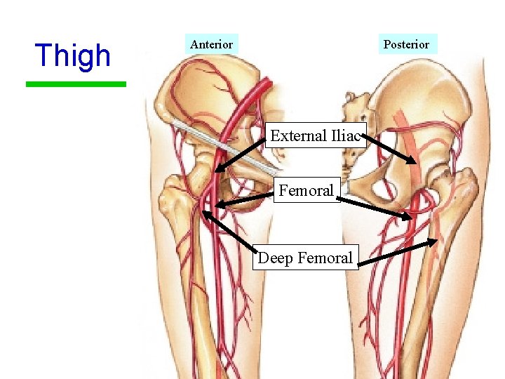 Thigh Anterior Posterior External Iliac Femoral Deep Femoral 43 