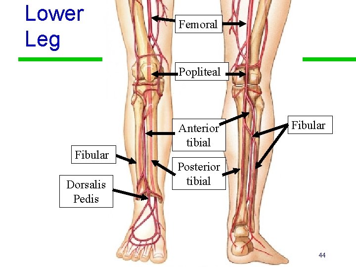 Lower Leg Femoral Popliteal Fibular Dorsalis Pedis Anterior tibial Fibular Posterior tibial 44 