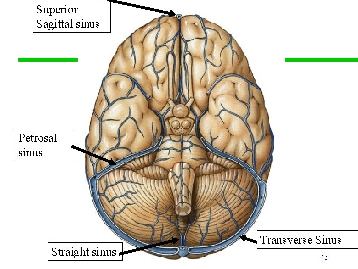 Superior Sagittal sinus Petrosal sinus Straight sinus Transverse Sinus 46 