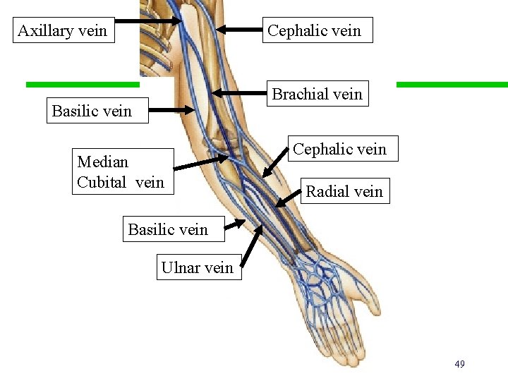 Axillary vein Cephalic vein Brachial vein Basilic vein Median Cubital vein Cephalic vein Radial