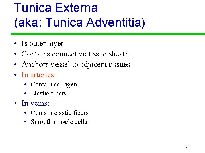 Tunica Externa (aka: Tunica Adventitia) • • Is outer layer Contains connective tissue sheath