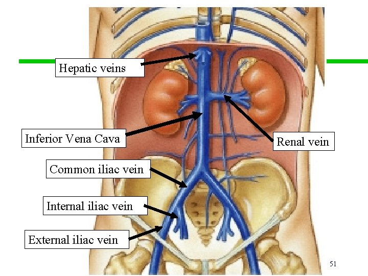 Hepatic veins Inferior Vena Cava Renal vein Common iliac vein Internal iliac vein External