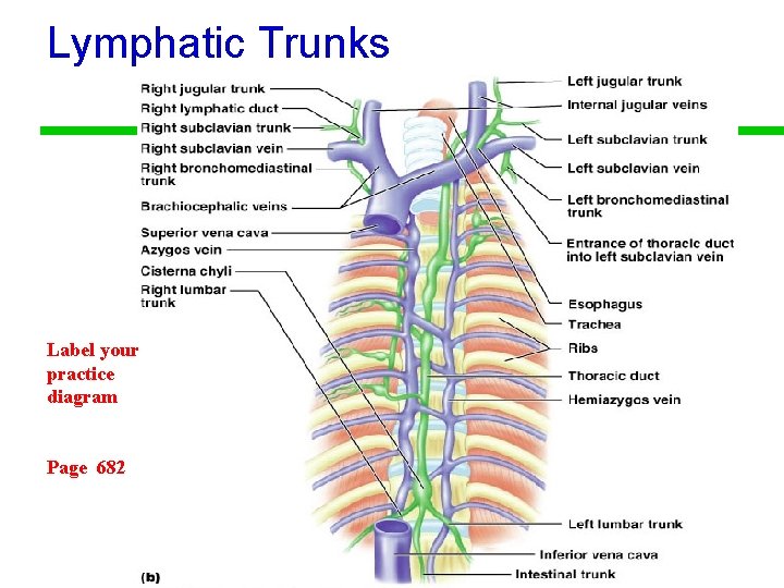 Lymphatic Trunks Label your practice diagram Page 682 
