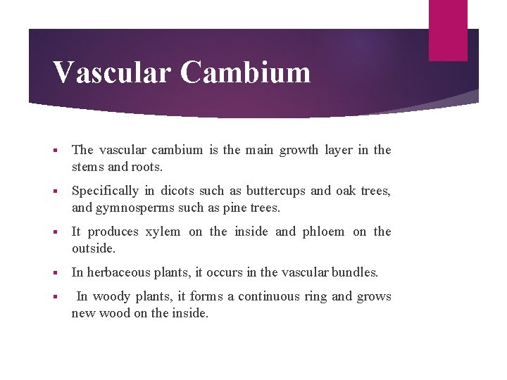 Vascular Cambium § The vascular cambium is the main growth layer in the stems